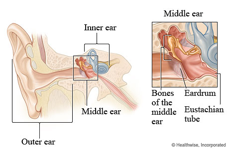 Anatomy of ear. How sound is produced in the ear.